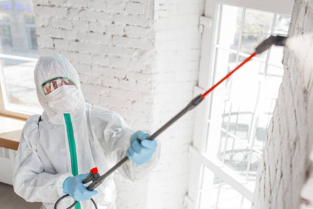 Trusted Allison, IA Mold Remediation Experts